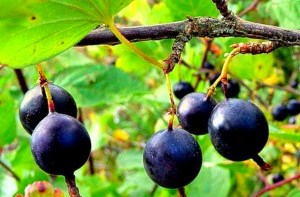 gooseberries hitam
