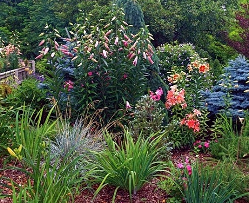 lilyum ve daylilies ile flowerbed