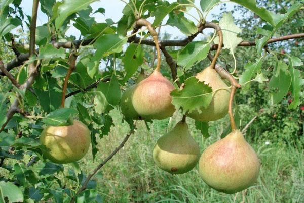 Pear sadje Spomin na Yakovlev