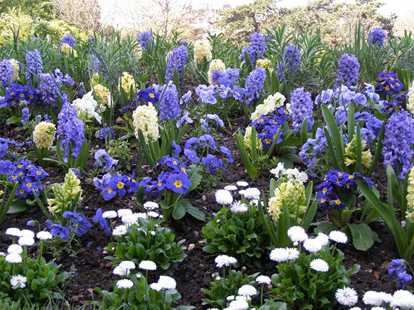 alb-albastru pat de flori