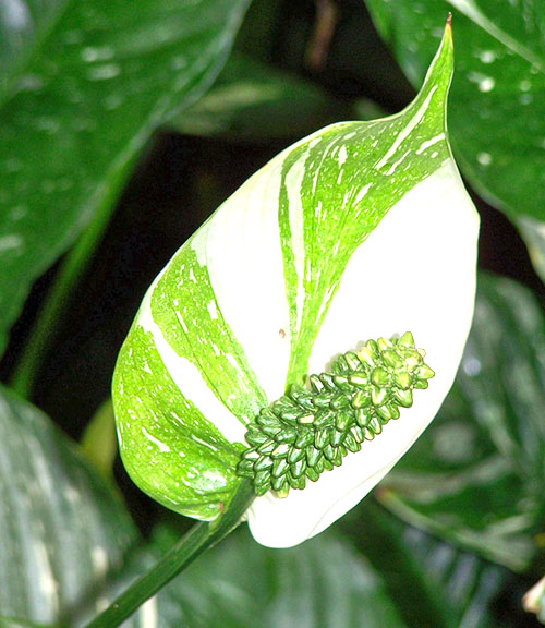 De bladeren en bloembladen van de spathiphyllum hebben een bittere smaak