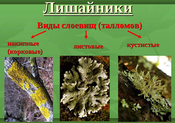 lichen vrste