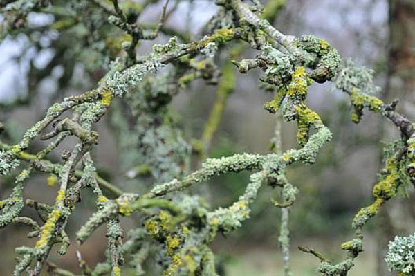kerosakan teruk kepada pokok oleh lichens