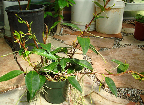 Reproductie van anthurium met stekken met luchtwortels