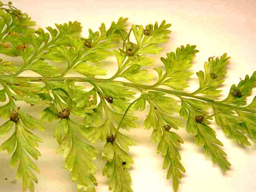 Dibentuk benih muda asplenium viviparous