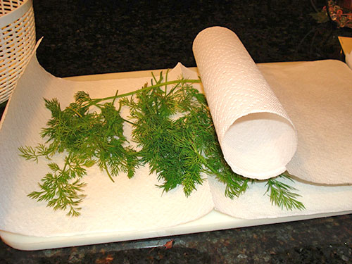 Oppbevaring av dill i kjøleskapet i papirhåndklær
