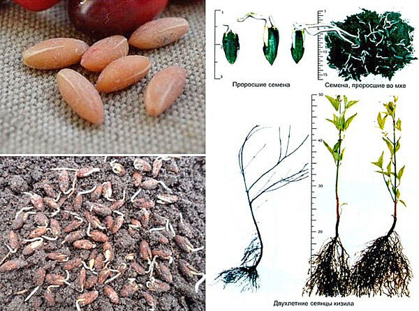 выращивание кизила из семян