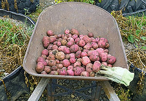 Penyediaan kentang untuk penyimpanan
