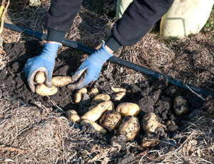 Zber zemiakov pod slamou