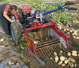 Menggali kentang dengan blok motor