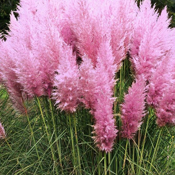 rosa pampas gräs
