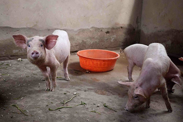 Varkens in een varkensstal