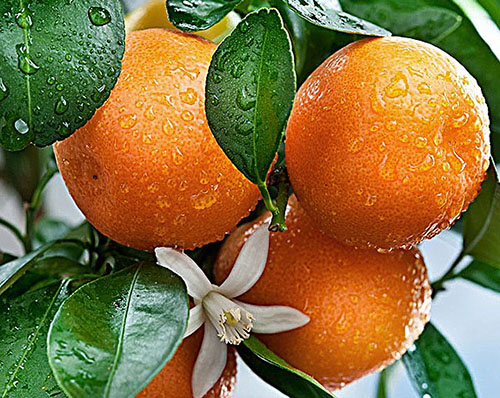 Uleiul de mandarină este utilizat cu succes în pediatrie
