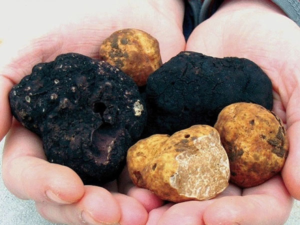 cendawan truffle yang unik