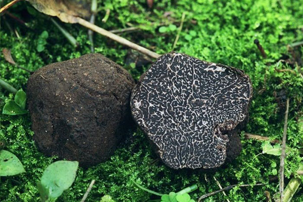 cendawan truffle dalam persekitaran semulajadi