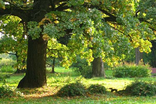 tryffel växer under ett träd