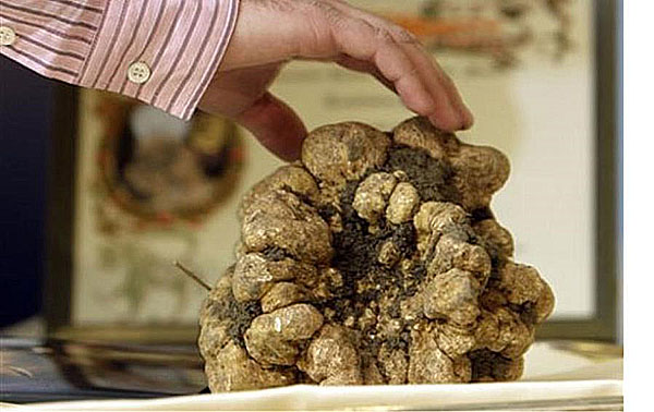 truffle putih