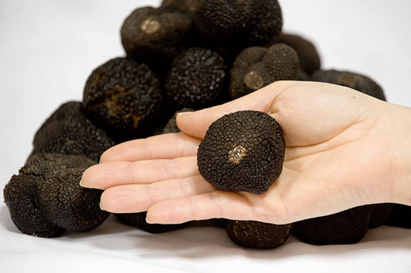 truffle hitam