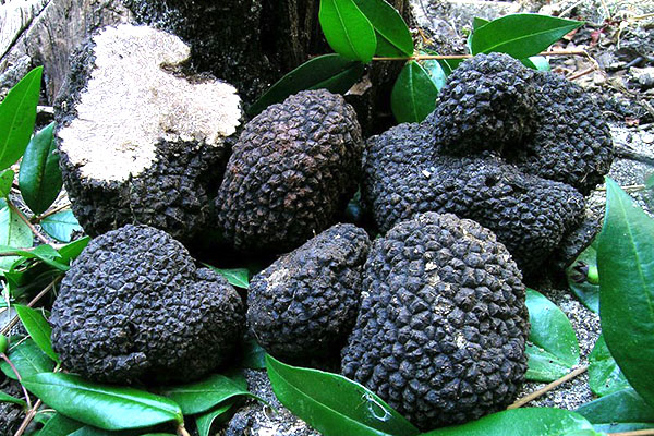 buah truffle besar