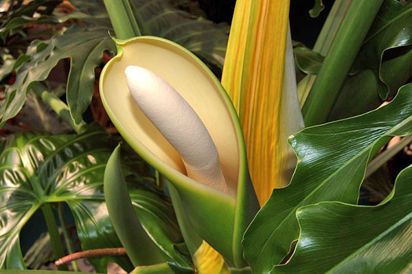 Blomning av Philodendron Double-Piperidated