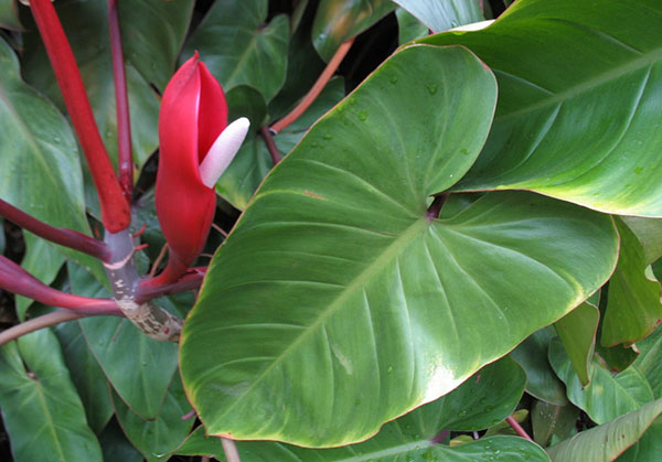 Philodendron Blushing