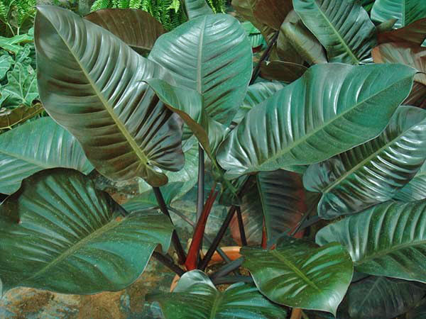 Philodendron reddening olika röda Kongo