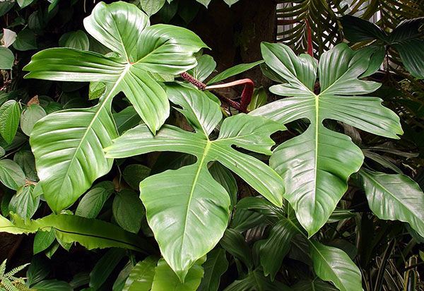 Philodendron the Czechoslovak