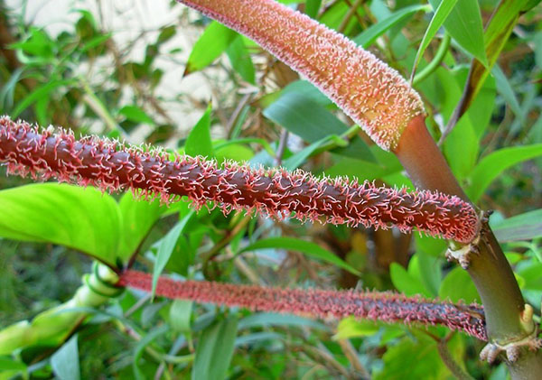 Broschyrer av Philodendron Leaf