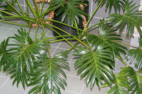 Philodendron anggun