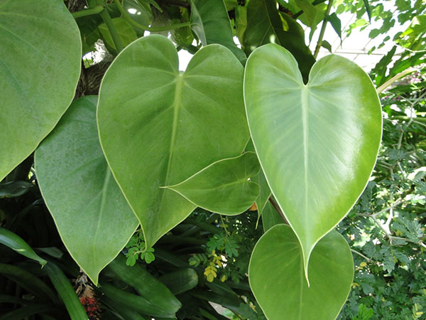 Philodendron ivy eller klättring