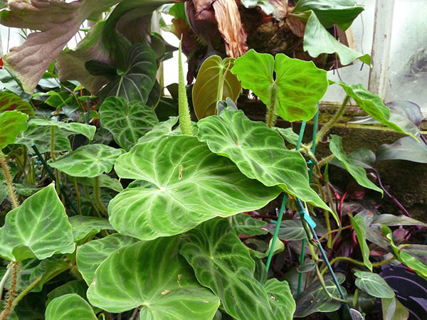 Philodendron warty