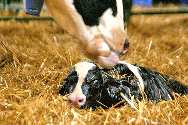 anak lembu yang baru lahir