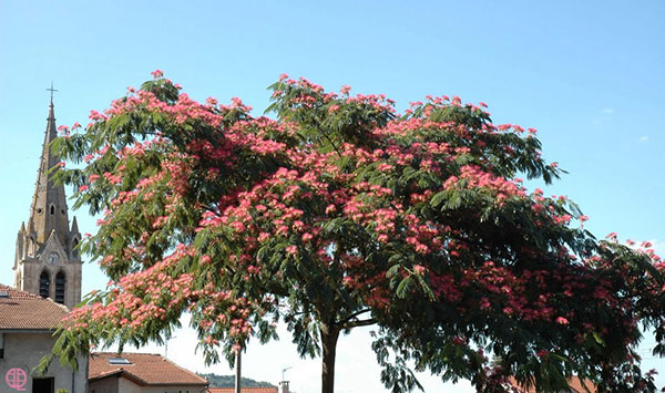 Lencoran Acacia ในอาเซอร์ไบจาน