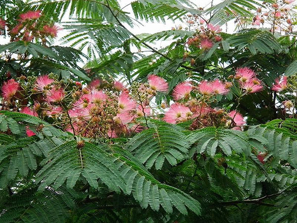 weelderige bloemen van acacia lenicana