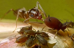 蚂蚁从蚜虫喝果冻