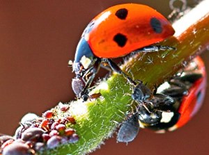 照片：瓢虫在葡萄干上吃蚜虫