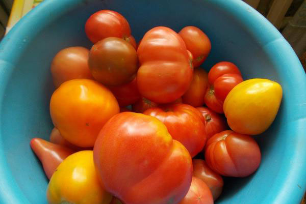paradajky na džús
