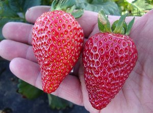strawberi besar di telapak tangan