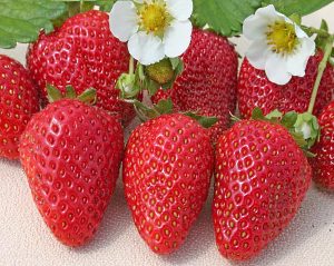 strawberi