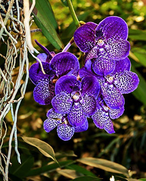 Fantastisk orkidé Wanda
