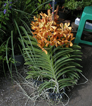Orchid Wanda hemma