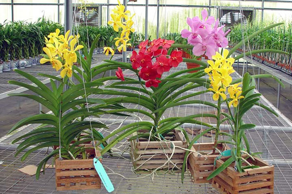 Recipientes especiais para orquídeas Wanda