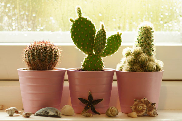 kaktus på vinduskarmen