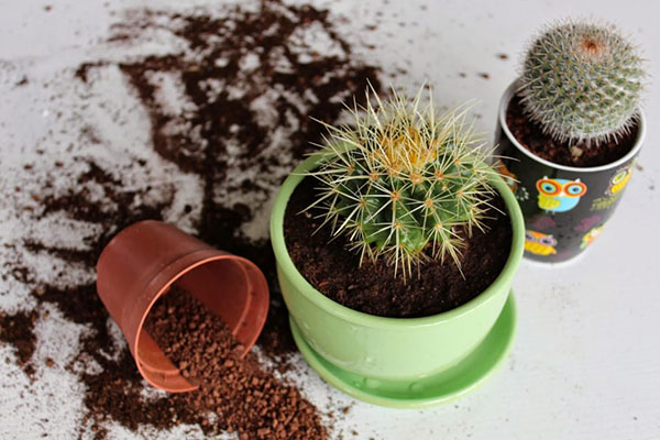 transplanter kaktusene i en romslig gryte