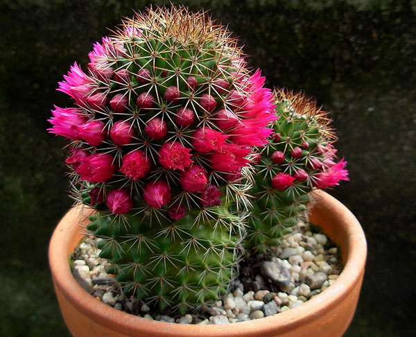 kaktus bunga