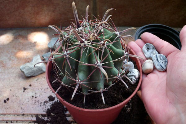 kaktus pott dekorasjon