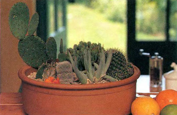 forskjellige kaktus i en krukke