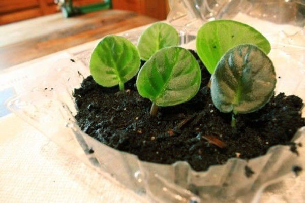 Reproduktion av senpolia med bladplattor