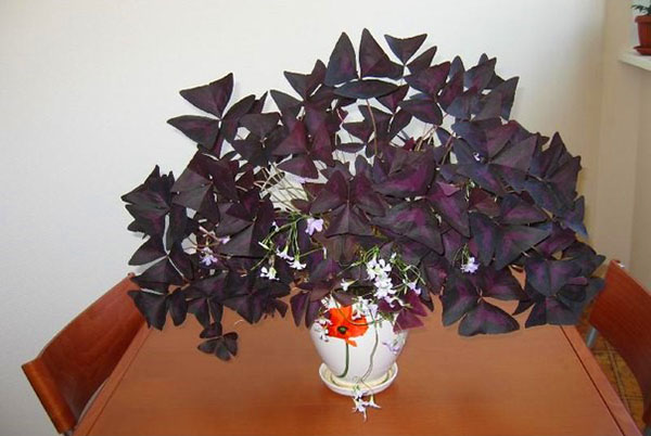 Acidicum triangulär lila