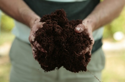 泥炭作为蔬菜的肥料